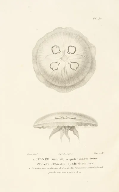 Centurie Zoologique Pl 37