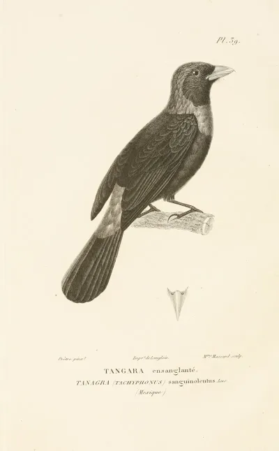 Centurie Zoologique Pl 39