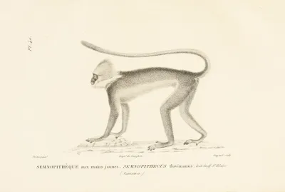 Centurie Zoologique Pl 40