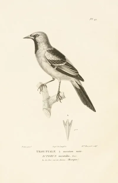 Centurie Zoologique Pl 41