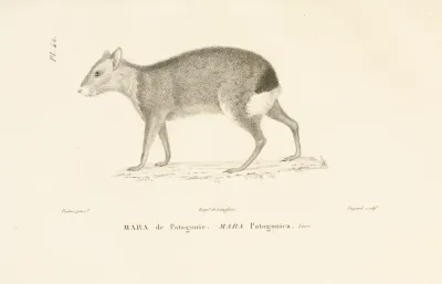 Centurie Zoologique Pl 42