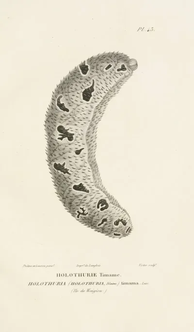 Centurie Zoologique Pl 43