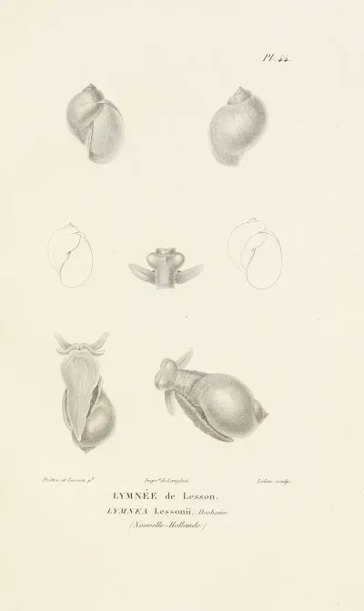 Centurie Zoologique Pl 44