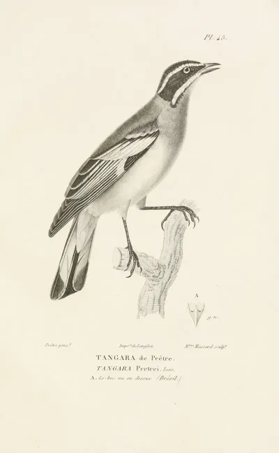 Centurie Zoologique Pl 45