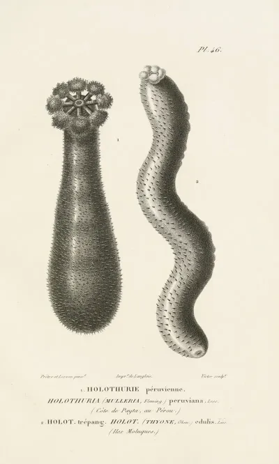Centurie Zoologique Pl 46