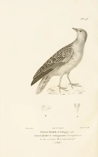 Centurie Zoologique Pl 48