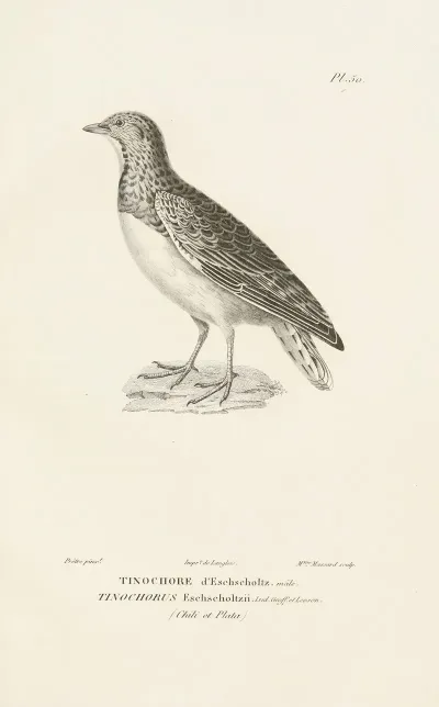 Centurie Zoologique Pl 50