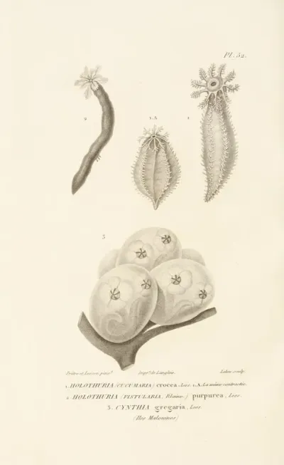 Centurie Zoologique Pl 52