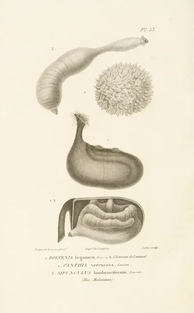 Centurie Zoologique Pl 53