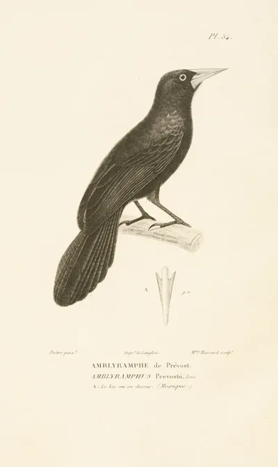 Centurie Zoologique Pl 54