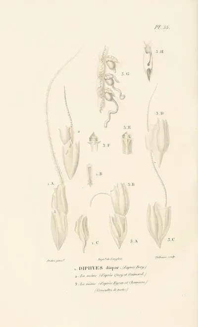 Centurie Zoologique Pl 55