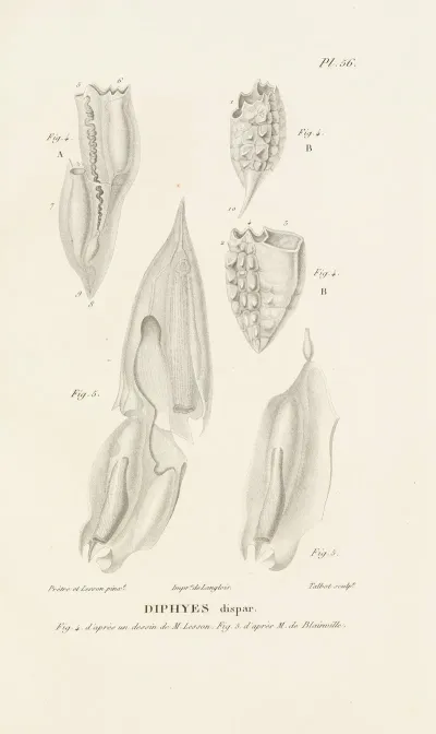 Centurie Zoologique Pl 56