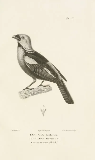 Centurie Zoologique Pl 57