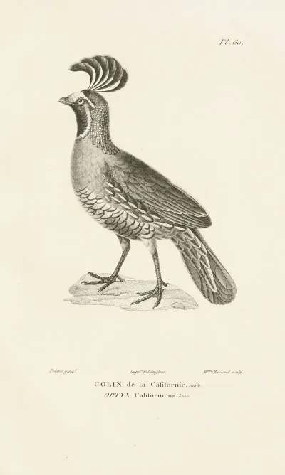 Centurie Zoologique Pl 59