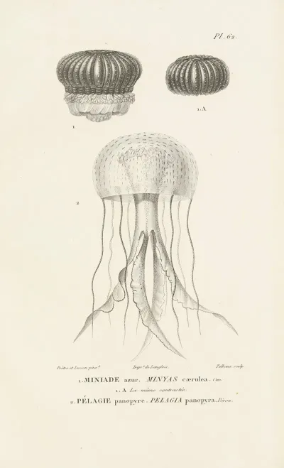 Centurie Zoologique Pl 61