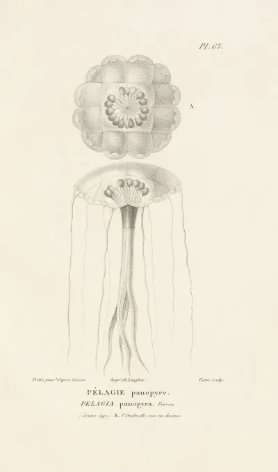 Centurie Zoologique Pl 62