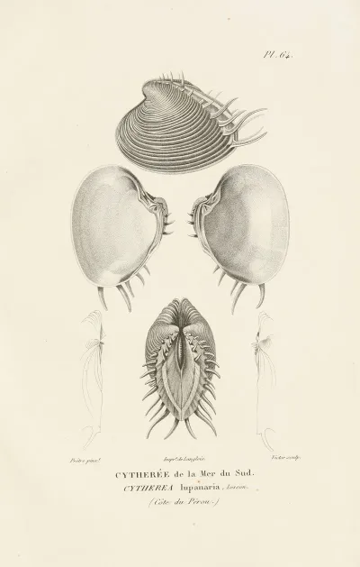 Centurie Zoologique Pl 63