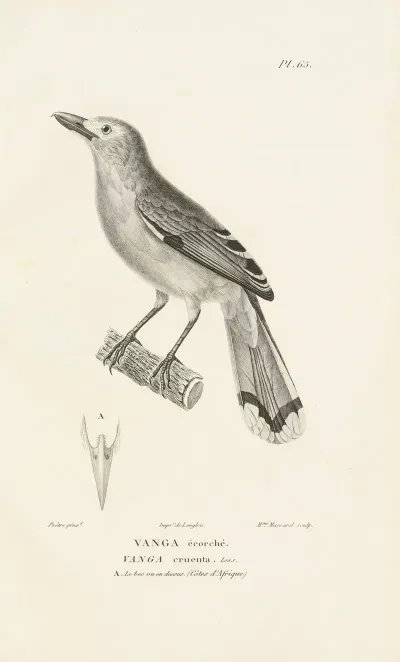 Centurie Zoologique Pl 64