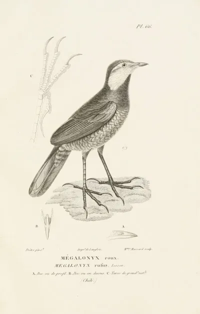 Centurie Zoologique Pl 65