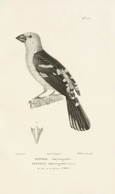 Centurie Zoologique Pl 66