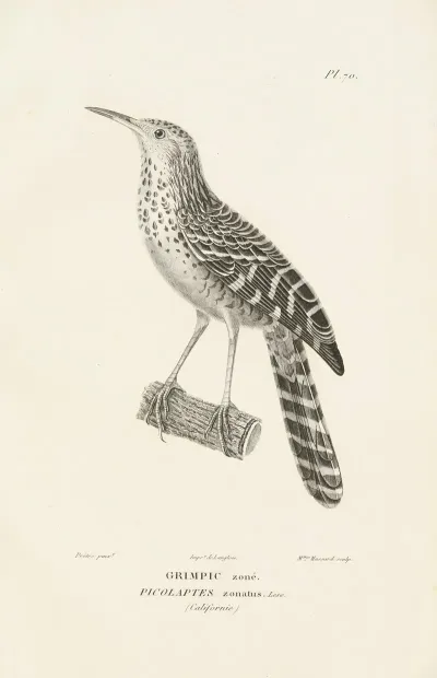 Centurie Zoologique Pl 69