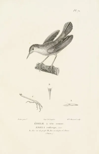 Centurie Zoologique Pl 70