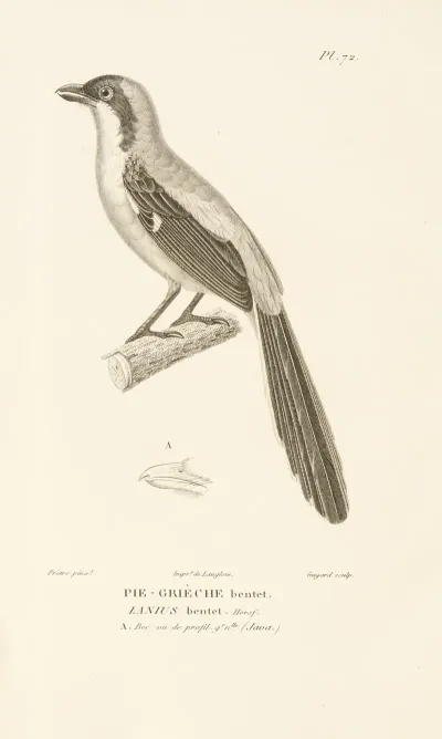 Centurie Zoologique Pl 71