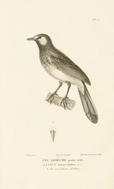 Centurie Zoologique Pl 74