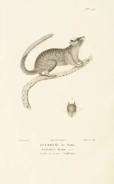 Centurie Zoologique Pl 75