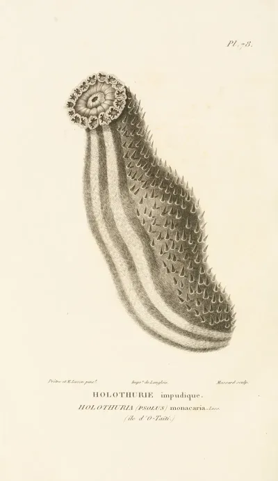 Centurie Zoologique Pl 77