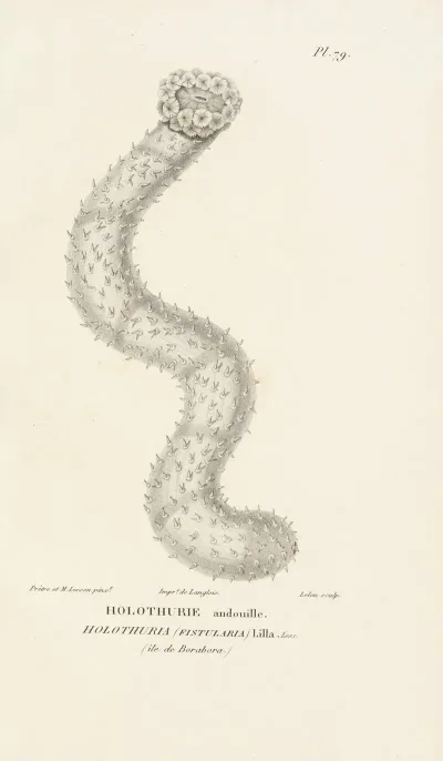Centurie Zoologique Pl 78