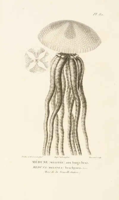 Centurie Zoologique Pl 79