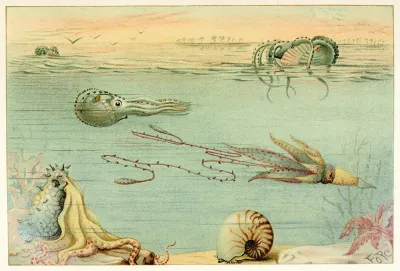 Cephalopoda