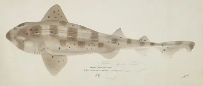 Cephaloscyllium Isabella Nz Carpet Shark 2