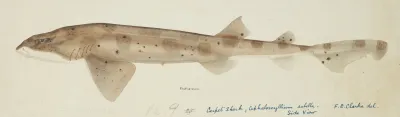 Cephaloscyllium Isabella Nz Carpet Shark