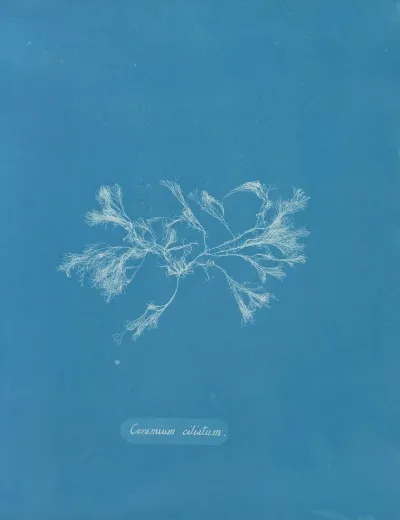 Ceramium Ciliatum