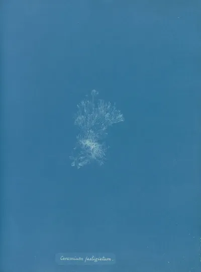 Ceramium Fastigiatum