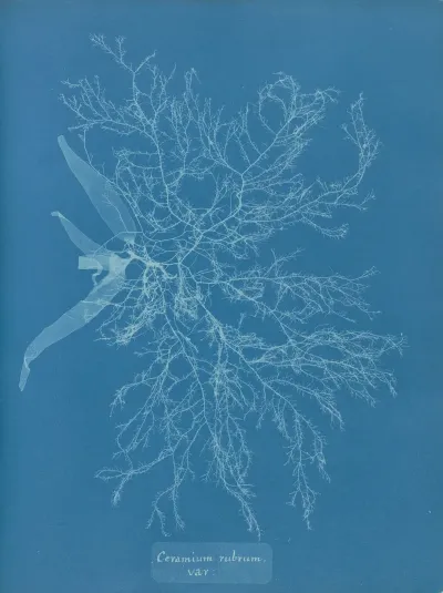 Ceramium Rubrum Var