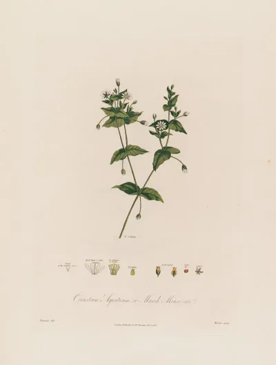 Cerastium Aquaticum Or Marsh Mouse Ear