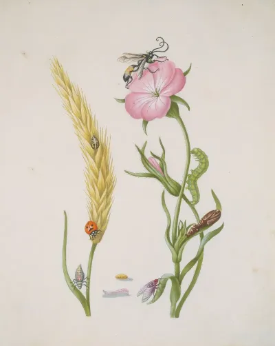 Cereal Ear And Corn Cockle With Metamorphoses Of The Five Spot Ladybird And Blowfly