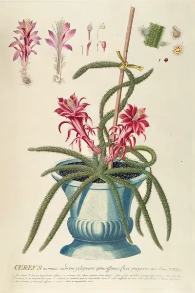Cereus Ii