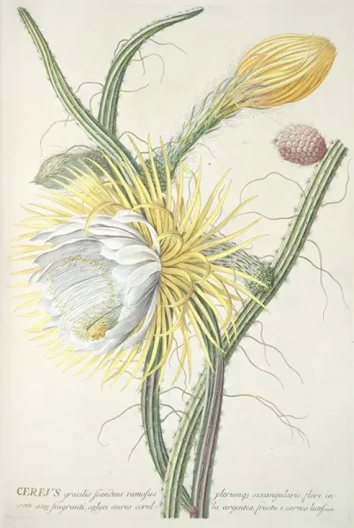 Cereus Iii