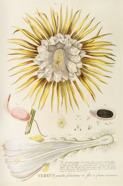 Cereus Iv