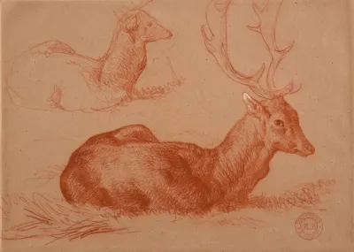 Cerf Couche Et Etude De Cerf