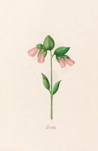 Cerinthe 2