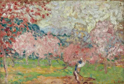 Cerisiers En Fleurs Cagnes