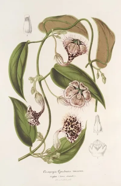 Ceropegia Gardneri Thwaites