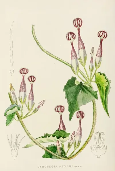 Ceropegia Meyeri