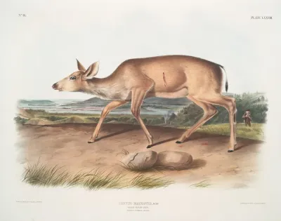 Cervus Macrotis Black Tailed Deer Female Summer Pelage