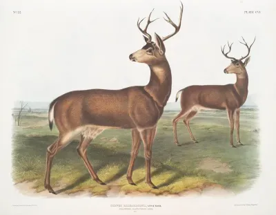 Cervus Richardsonii Columbian Black Tailed Deer Male